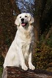 GOLDEN RETRIEVER 833